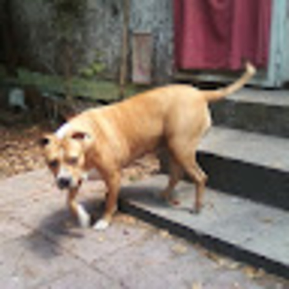 Meet your Posher, Roxie